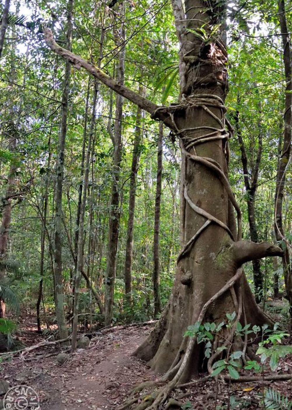 Wanderweg, Ellinjaa Falls