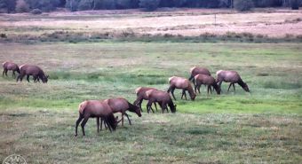 Dean Creek Elk Viewing Area