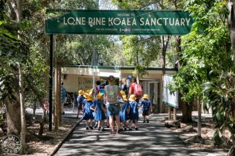 Lone Pine Koala Sanctuary