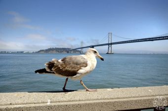 Bay Bridge vom Rincon Park