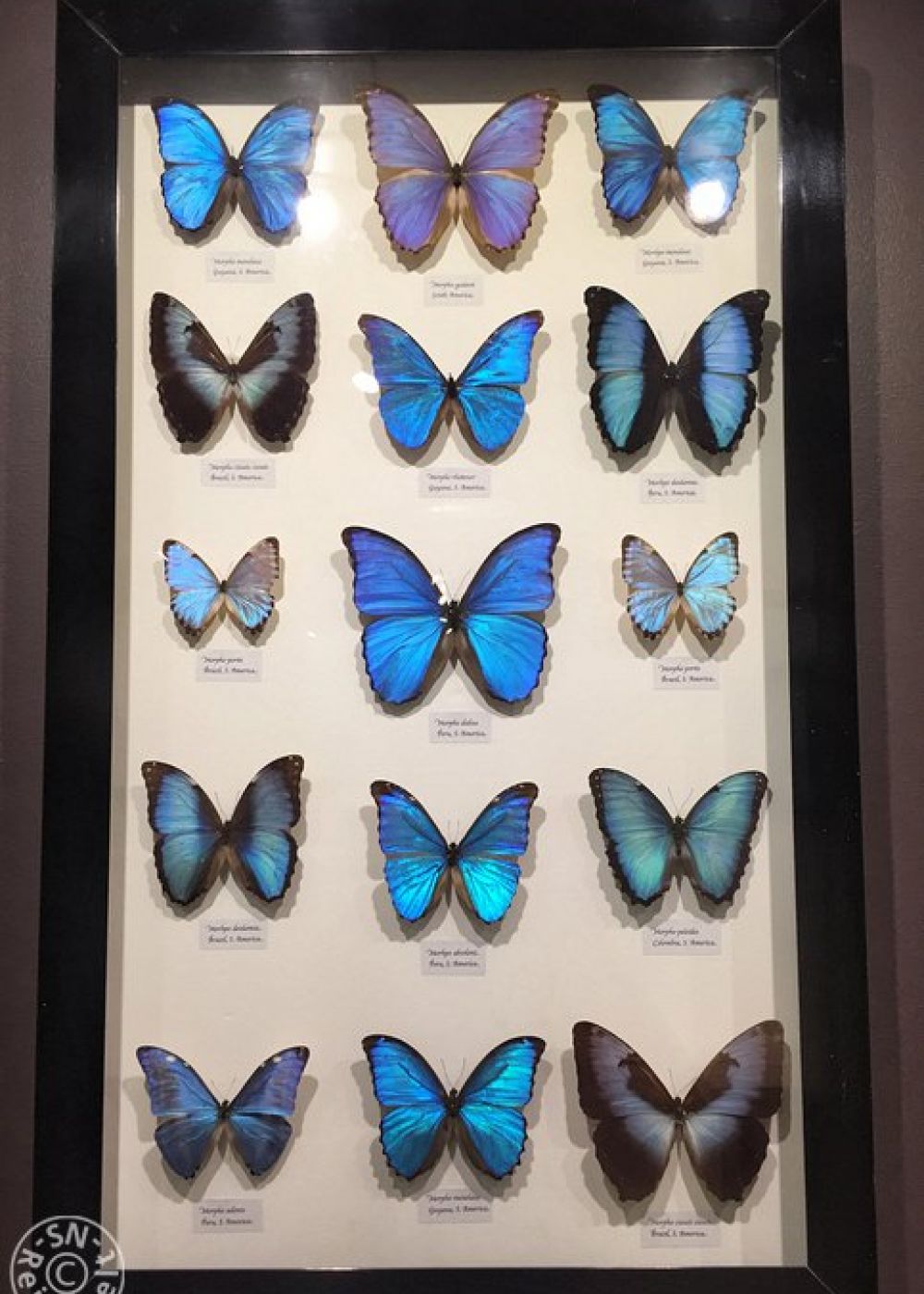 Butterfly Sanctuary, Kuranda