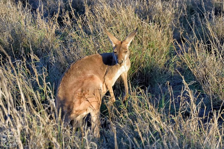 Kangaroo Sanctuary, Alice Springs