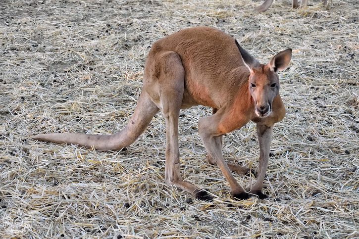 Kangaroo Sanctuary, Alice Springs