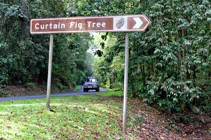 Curtain Fig Tree