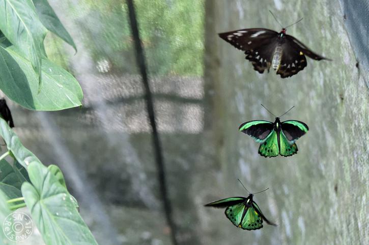 Butterfly Sanctuary, Kuranda