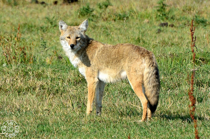 Coyote am Parkeingang