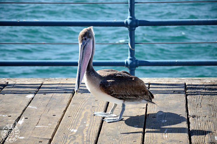 Pelikan, Santa Monica Pier