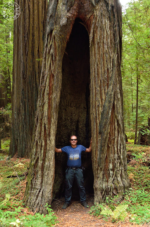 Humboldt Redwood State Park