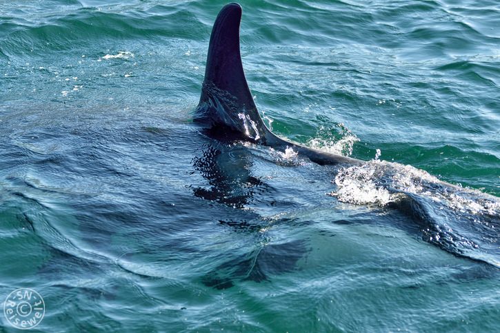Schwertwal beim Abtauchen
