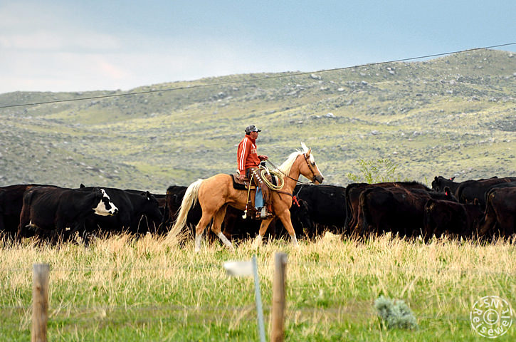 Cowboy, Wyoming